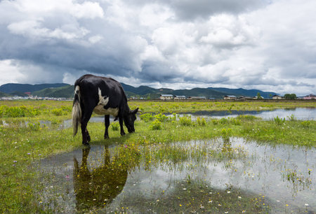 yak eat and reflextion on water at chinaの写真素材