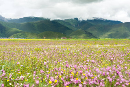 flower garden and mountain china