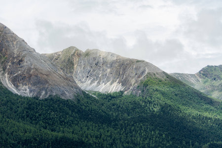 stone and tree mountainの写真素材