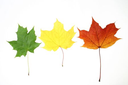 leaves in beautiful colours on white background