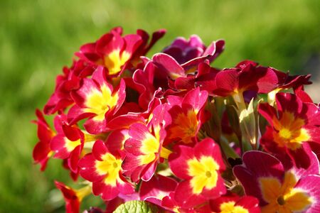 Beautiful Primose in the spring time.の写真素材