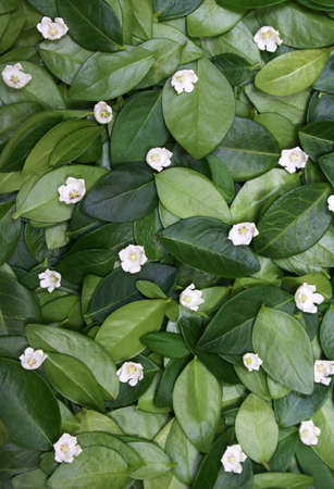 Spring. Floral background with green leaves.の写真素材