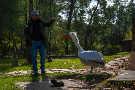 national park ranger with domesticated pelican Johnny in Divjake-Karavasta National Park in Albaniaのeditorial素材