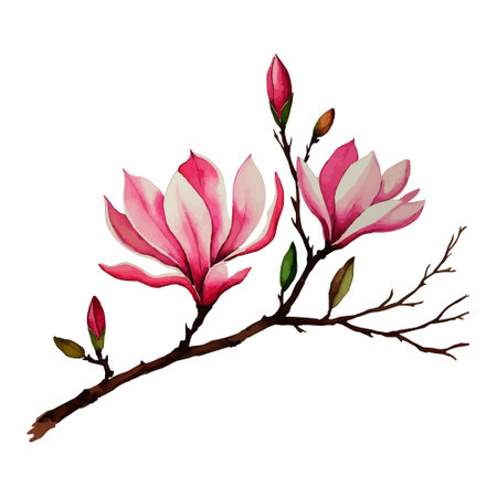 Watercolor magnolia branch with flowers isolated on white background. Vector illustration. Beautiful magnolia flowers vector art illustration watercolor pattern design.のイラスト素材