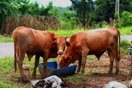 Native cattle thailandの写真素材