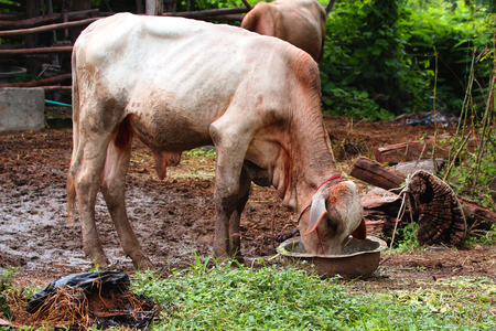 Native cattle thailandの写真素材