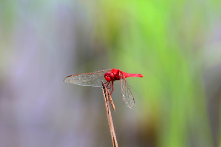 beautiful dragonflyの写真素材
