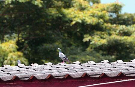 Pigeons, birds, flying, roof.の写真素材