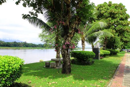 Trees along the park in thailandの写真素材