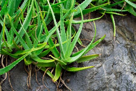 Aloe Vera in Thailand, natural herbsの写真素材