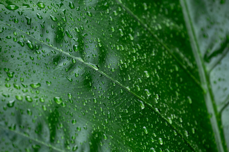 Water drops on green leaves, natural, refreshing, rainy season in Thailand.