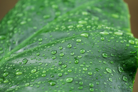 Water drops on green leaves, natural, refreshing, rainy season in Thailand.の写真素材
