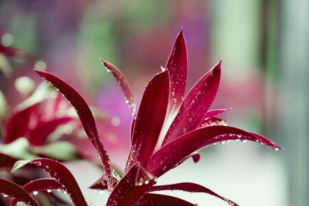 Water drops on green leaves, natural, refreshing, rainy season in Thailand.の写真素材