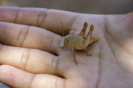 The image of a brown grasshopper on the palm.の写真素材