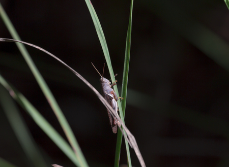 Thailand white grasshopper in natural forest ,white- banded grasshopper,stenocatantops splendens