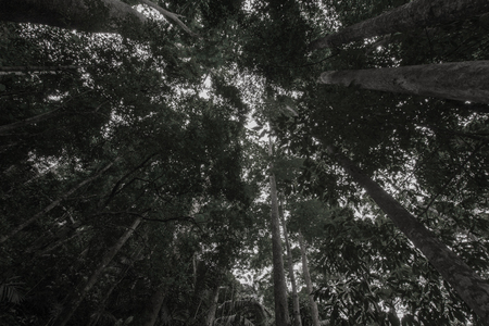Image of complete forest in Thailand