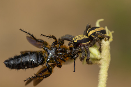 Blurry picture of a spider jumping with a victim