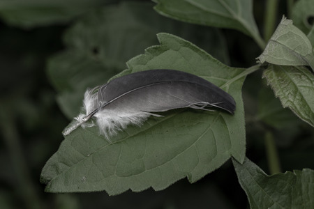 Image of feathers on leaves, wild leaves, shedding