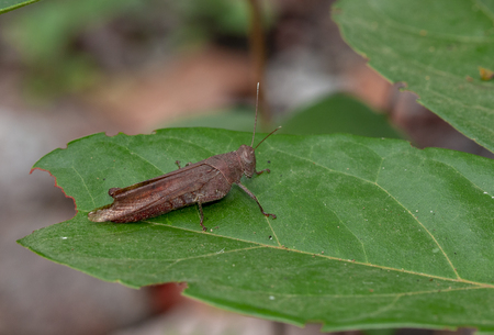 Macro image of the white shoulder grasshopper,apalacris varicornis gasshopper on green laceの写真素材