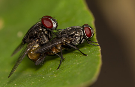 Macro shot of mating flies on green leaf, close-up shutter tow mating fly