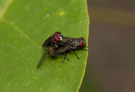 Macro shot of mating flies on green leaf, close-up shutter tow mating flyの写真素材