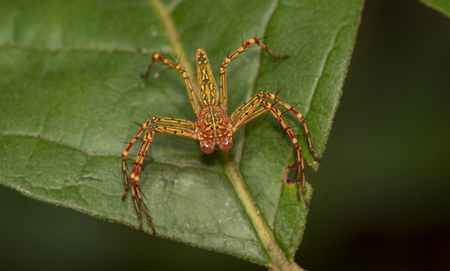 Macro image of java lynx spider on green leaf ,oxyopes spider,javanus,ciose-upの写真素材