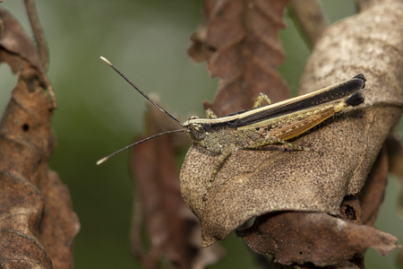 The image of the brown  Grasshopper in Thailand.(Choroedocus violaceipes),Cassava Grasshopper.の写真素材