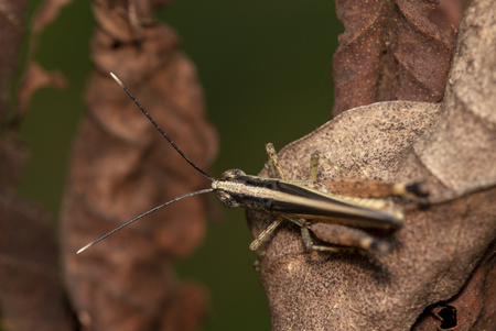 The image of the brown  Grasshopper in Thailand.(Choroedocus violaceipes),Cassava Grasshopper.の写真素材