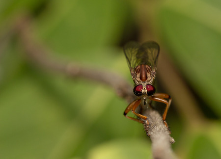 Close up image of robber fiy insect in nature good shot from thailand macroの写真素材