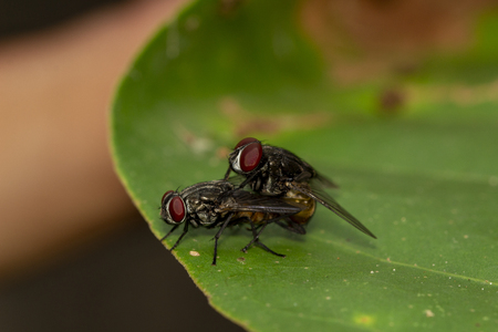 Macro shot of mating flies on green leaf, close-up shutter tow mating flyの写真素材