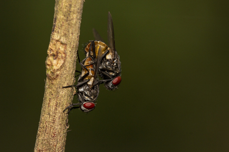 Macro shot of mating flies on green leaf, close-up shutter tow mating flyの写真素材
