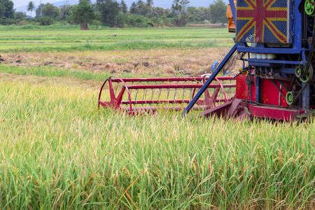 Combine harvesters on paddy farmの写真素材
