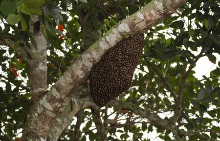 Image of honeycomb on the tree,Bee in nature,Royal honeyの写真素材