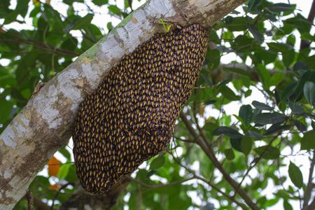 Image of honeycomb on the tree,Bee in nature,Royal honeyの写真素材