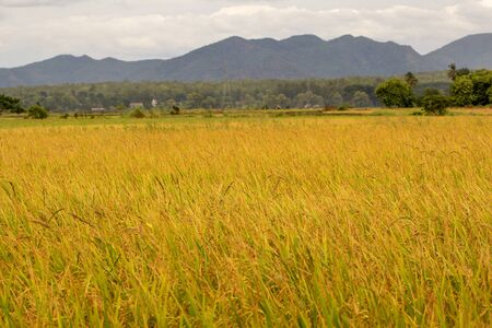 rice field thailandの写真素材