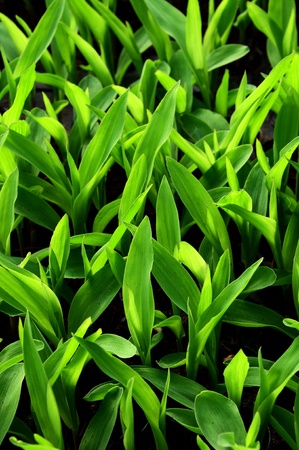 Young green corn, maize, sweet corn seedling in pod の写真素材