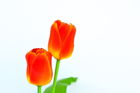 Bright and beautiful colors plastic flowers isolate on white background  の写真素材