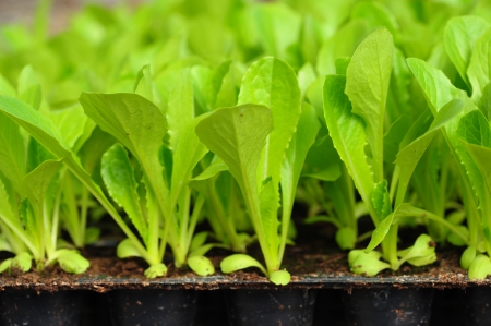 Green lettuce seedling  food and vegetable background  の写真素材
