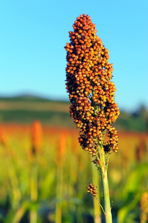 Close up of sorghum in morning sun light  の写真素材