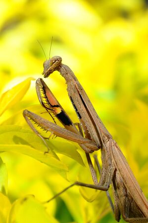 Female Praying Mantis, Rhombodera Basalis, close up macro shot for mantis with colorful background  の写真素材