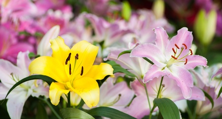 Lilly flowers in the garden closeup  の写真素材