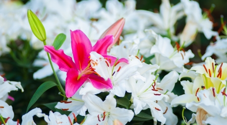 Lilly flowers in the garden closeup  の写真素材