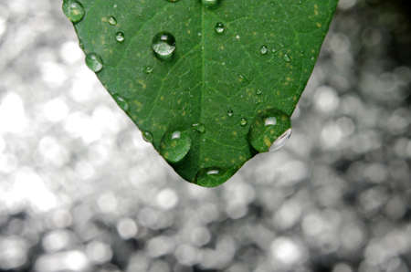 drops on green leafの写真素材