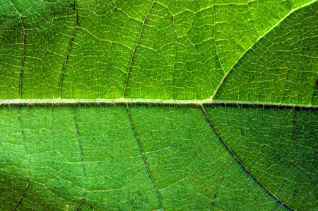 texture green leaf