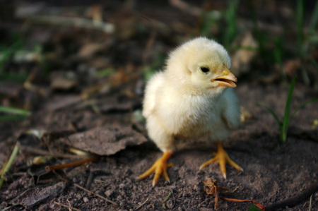 a chickの写真素材