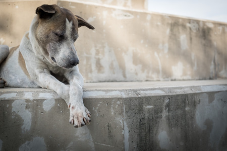 A stray dog is sleeping. Morning sunshine.の写真素材