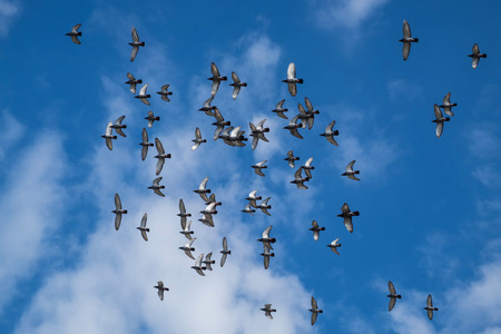 The birds are flying.の写真素材