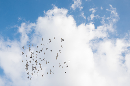 Birds are flying on blue sky with clouds.の写真素材