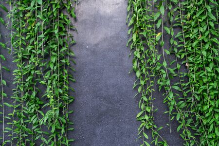 Concrete wall or marble wall and ornamental plants or ivy or garden tree for background.の写真素材