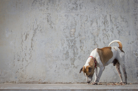 Dog on concrete floor or the Sidewalk with concrete wall for background.の写真素材